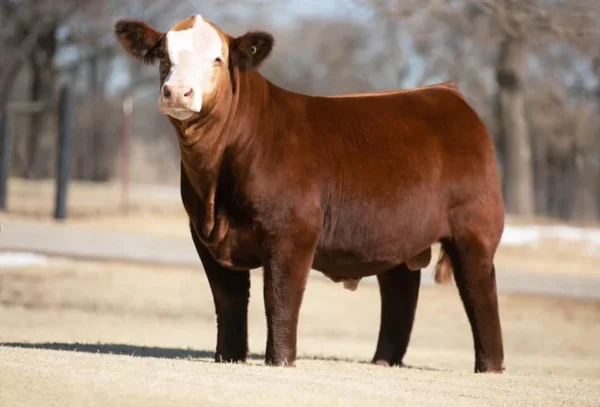 Simmental cattle for sale