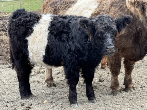 Galloway cattle for sale