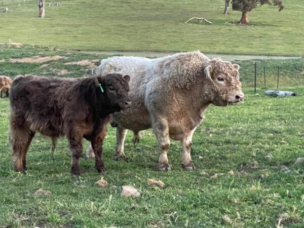 Galloway cattle for sale