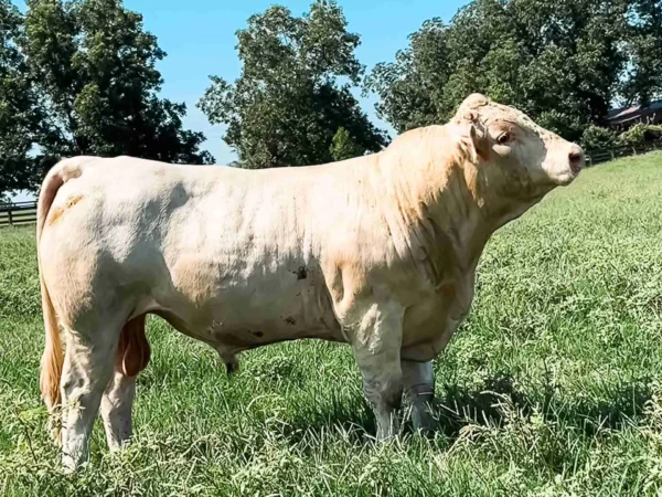 Charolais cattle for sale