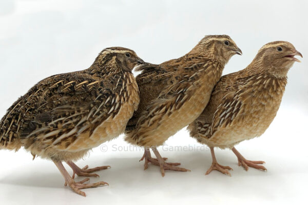 Quail for sale