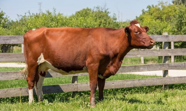Milking Shorthorn cattle for sale