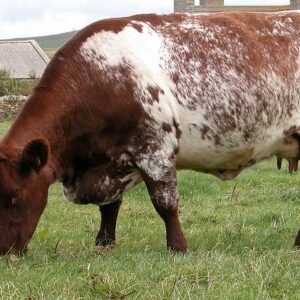 Milking Shorthorn cattle for sale