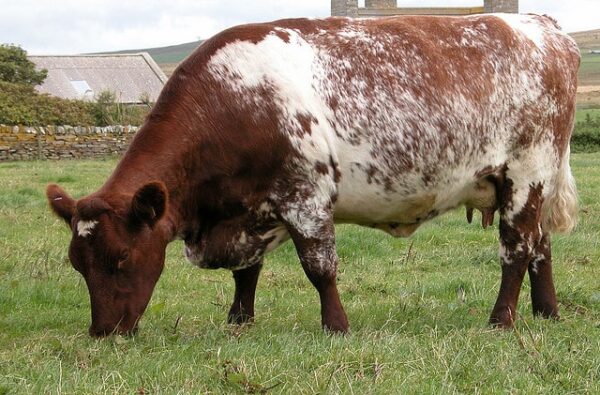Milking Shorthorn cattle for sale
