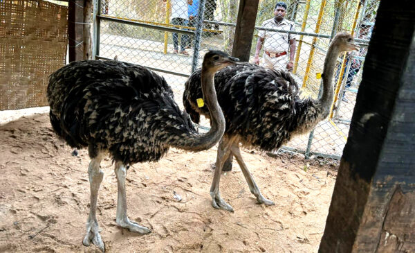 Ostriches for sale