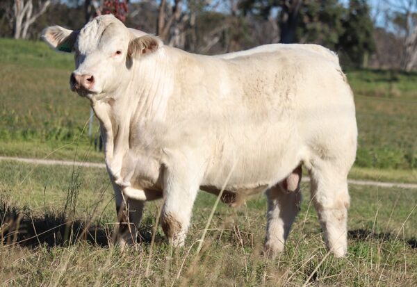 Charolais cattle for sale