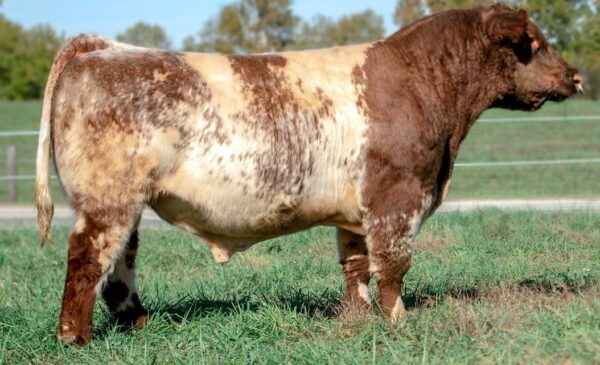 Milking Shorthorn cattle for sale