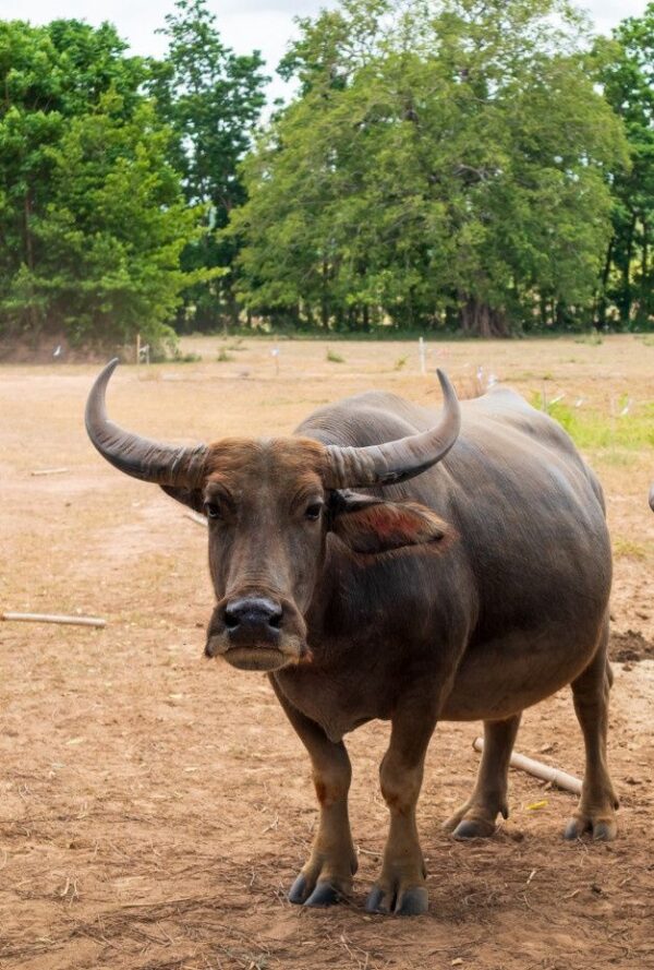 Buffalo for sale (Water Buffalo)