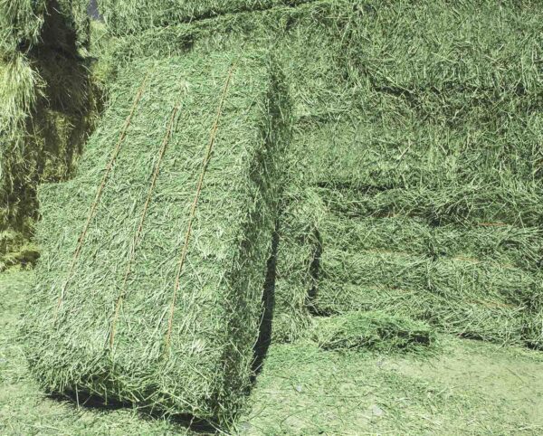 Alfalfa Hay for sale - Image 14