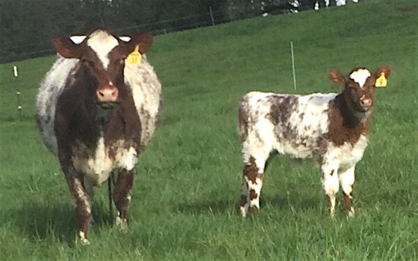 Milking Shorthorn cattle for sale