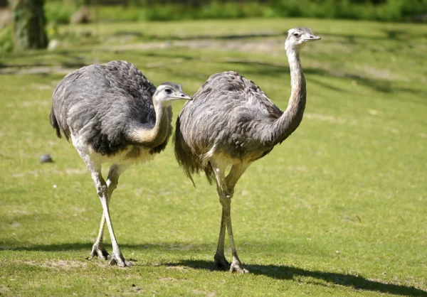 Ostriches for sale