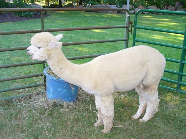 Alpacas for sale