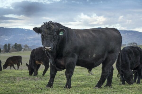 Angus Cattle for sale