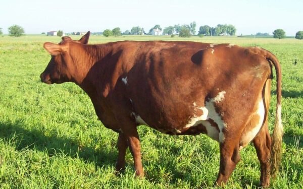 Milking Shorthorn cattle for sale