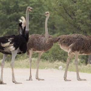 Ostriches for sale