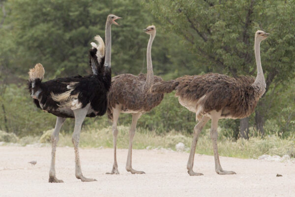 Ostriches for sale