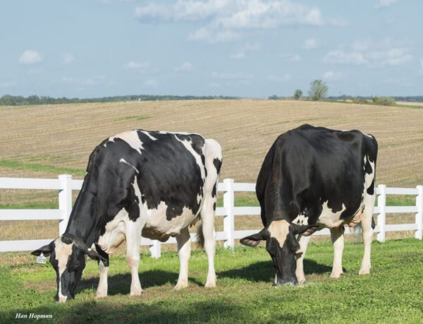 Holstein Friesian cattle for sale