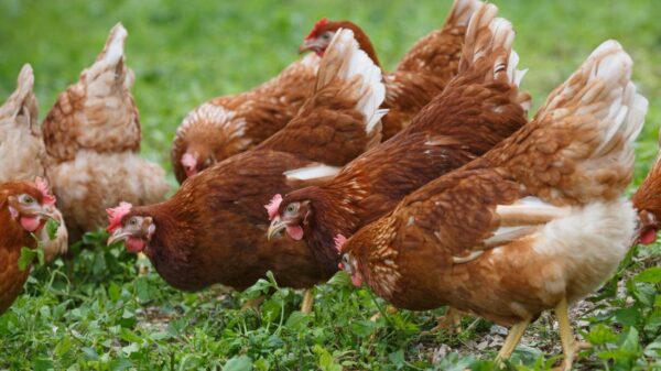 Layer Chickens for sale (Egg Production)