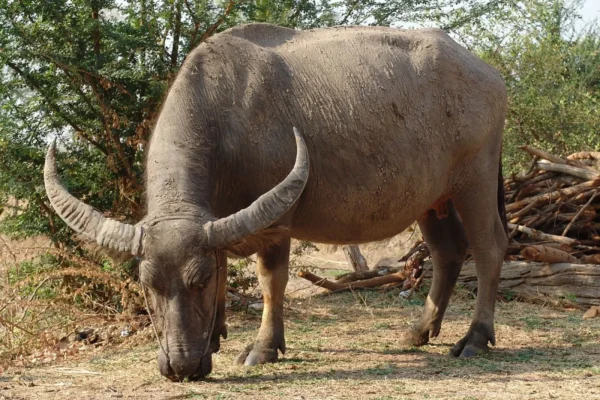 Buffalo for sale (Water Buffalo)