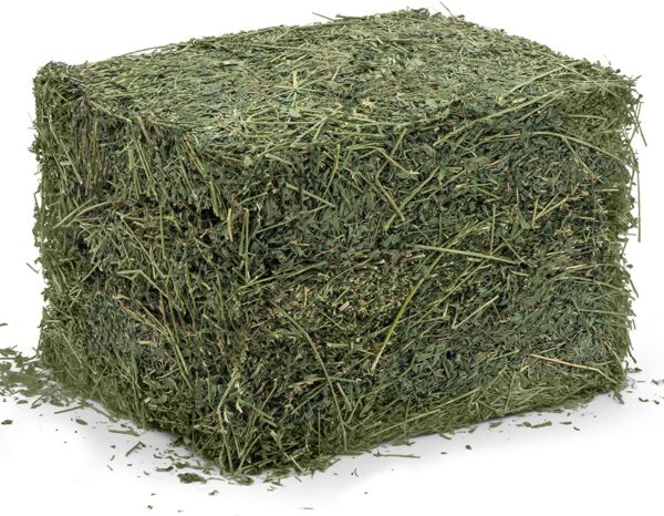 Alfalfa Hay for sale