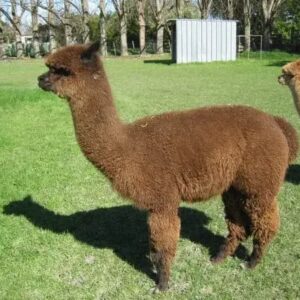 Alpacas for sale