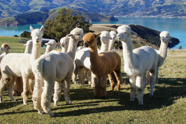 Alpacas for sale