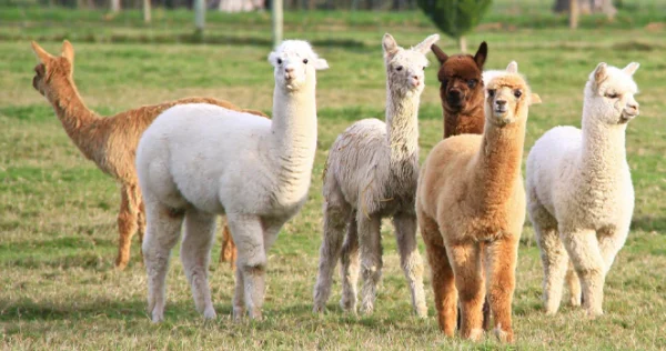 Alpacas for sale