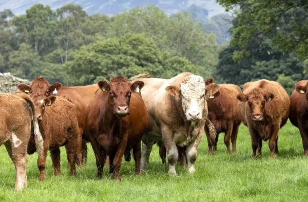 Cattle for sale (beef cattle)