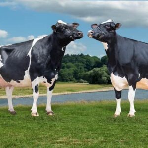 Holstein Friesian cattle for sale