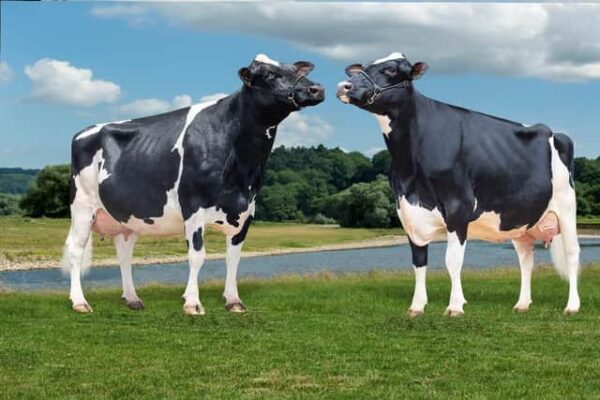 Holstein Friesian cattle for sale