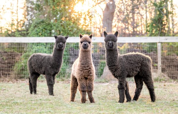 Alpacas for sale