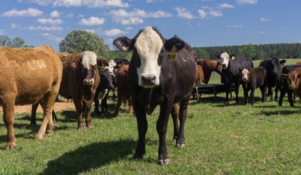 Cattle for sale (beef cattle)