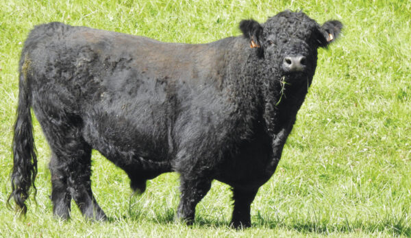 Galloway cattle for sale