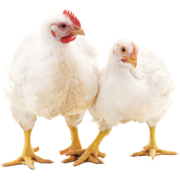 Broiler Chickens for sale - Image 8