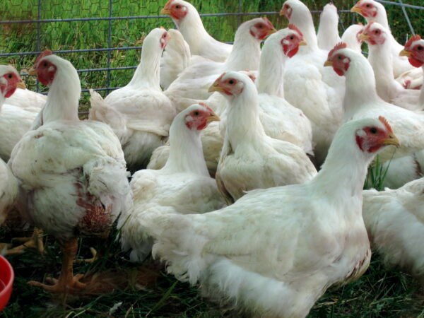 Broiler Chickens for sale - Image 9