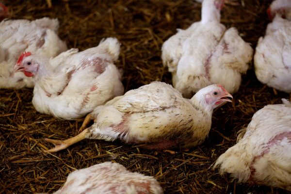 Broiler Chickens for sale - Image 10