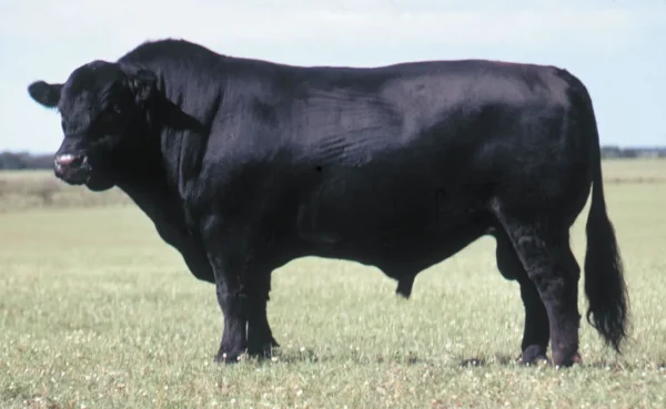 Angus Cattle for sale