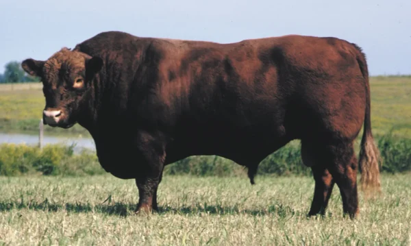 Angus Cattle for sale