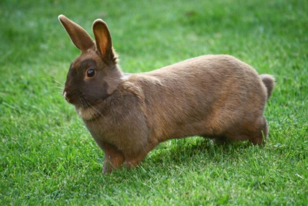 Rabbits for sale