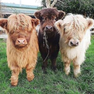 Cattle for sale (beef cattle)