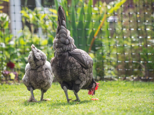 Layer Chickens for sale (Egg Production)