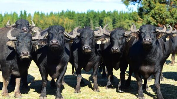 Buffalo for sale (Water Buffalo)