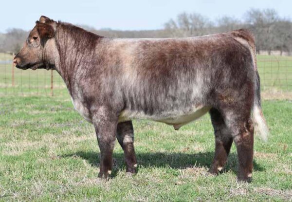 Milking Shorthorn cattle for sale