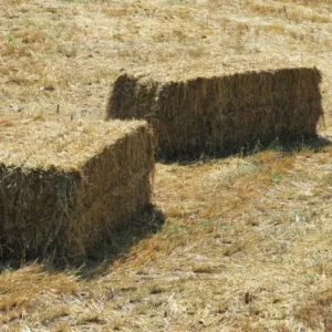 Silage for sale (Corn and Grass)