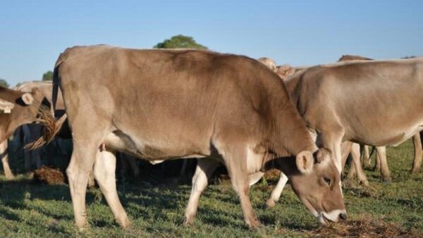 Brown Swiss cattle for sale - Image 7