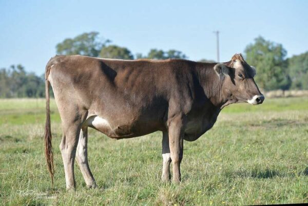 Brown Swiss cattle for sale - Image 8