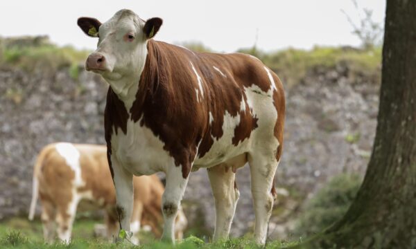 Brown Swiss cattle for sale - Image 9