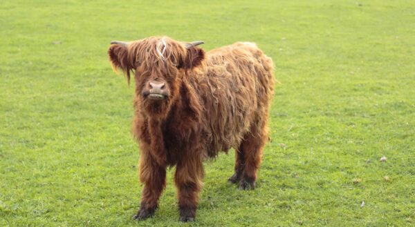 Scottish Highland cattle for sale