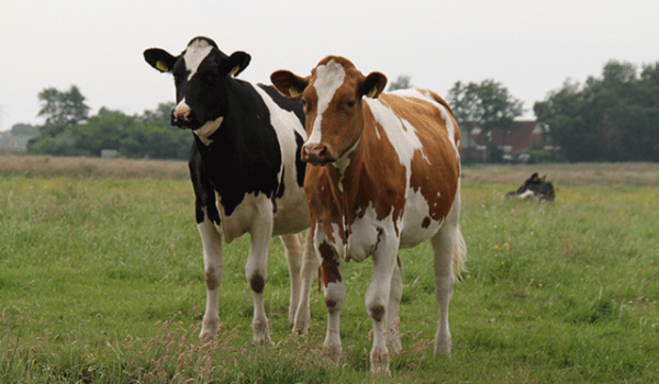 Holstein Friesian cattle for sale - Image 5