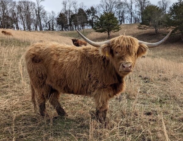 Scottish Highland cattle for sale - Image 6